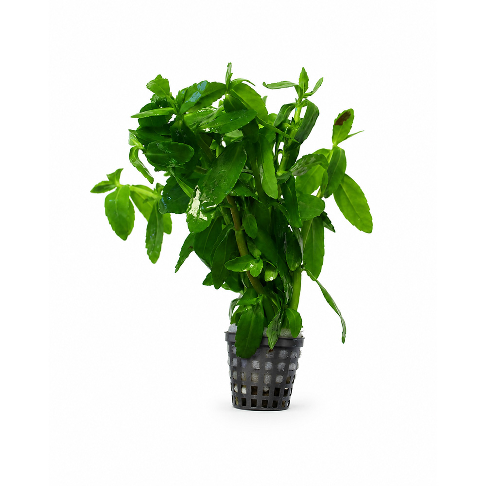 Bacopa Madagascariensis koszyk XL roślina do akwarium